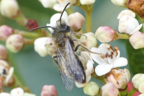 Réf. 276 080 : Andrena sp.